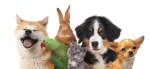 +Pet -Campinas company logo