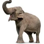 Elephant Entretenimento company logo